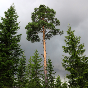 furuåsen