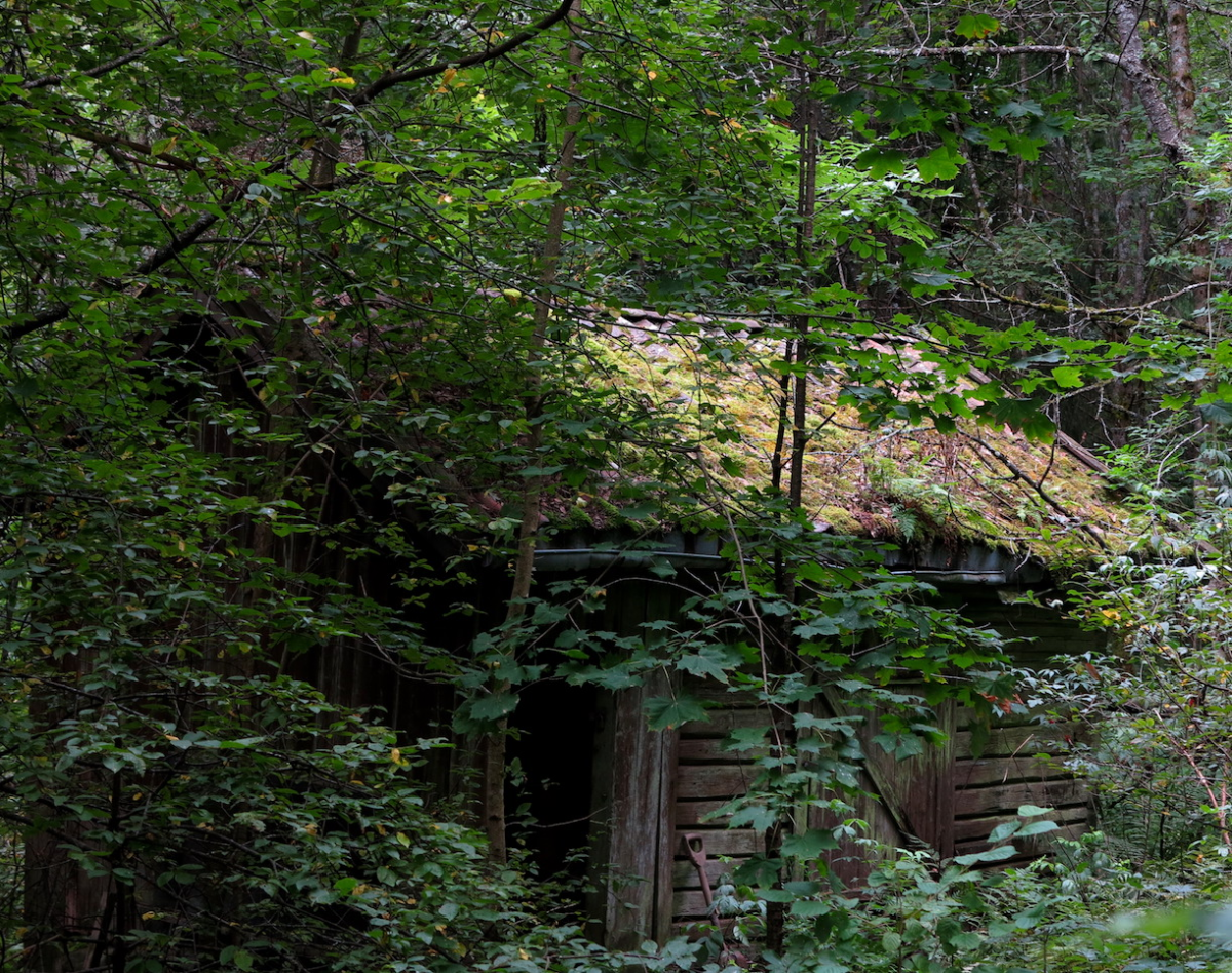 in the woods