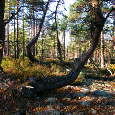 crooked timber...