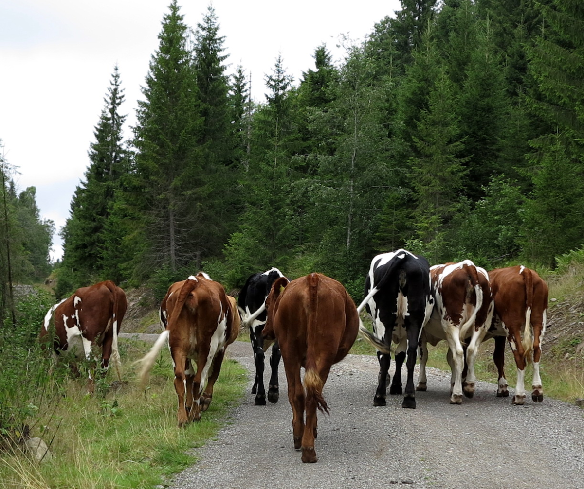 cow butts