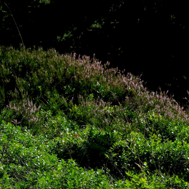 heather and blueberries