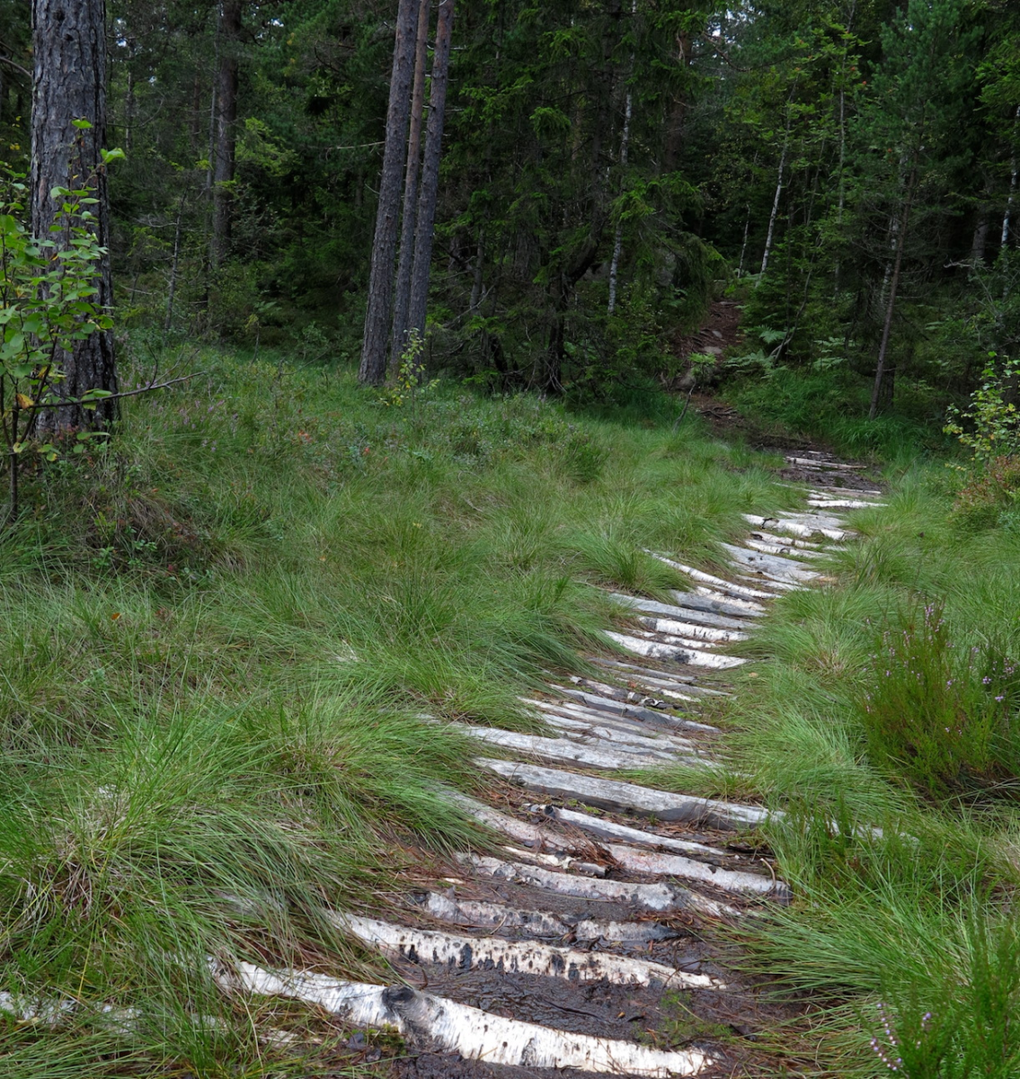 bog