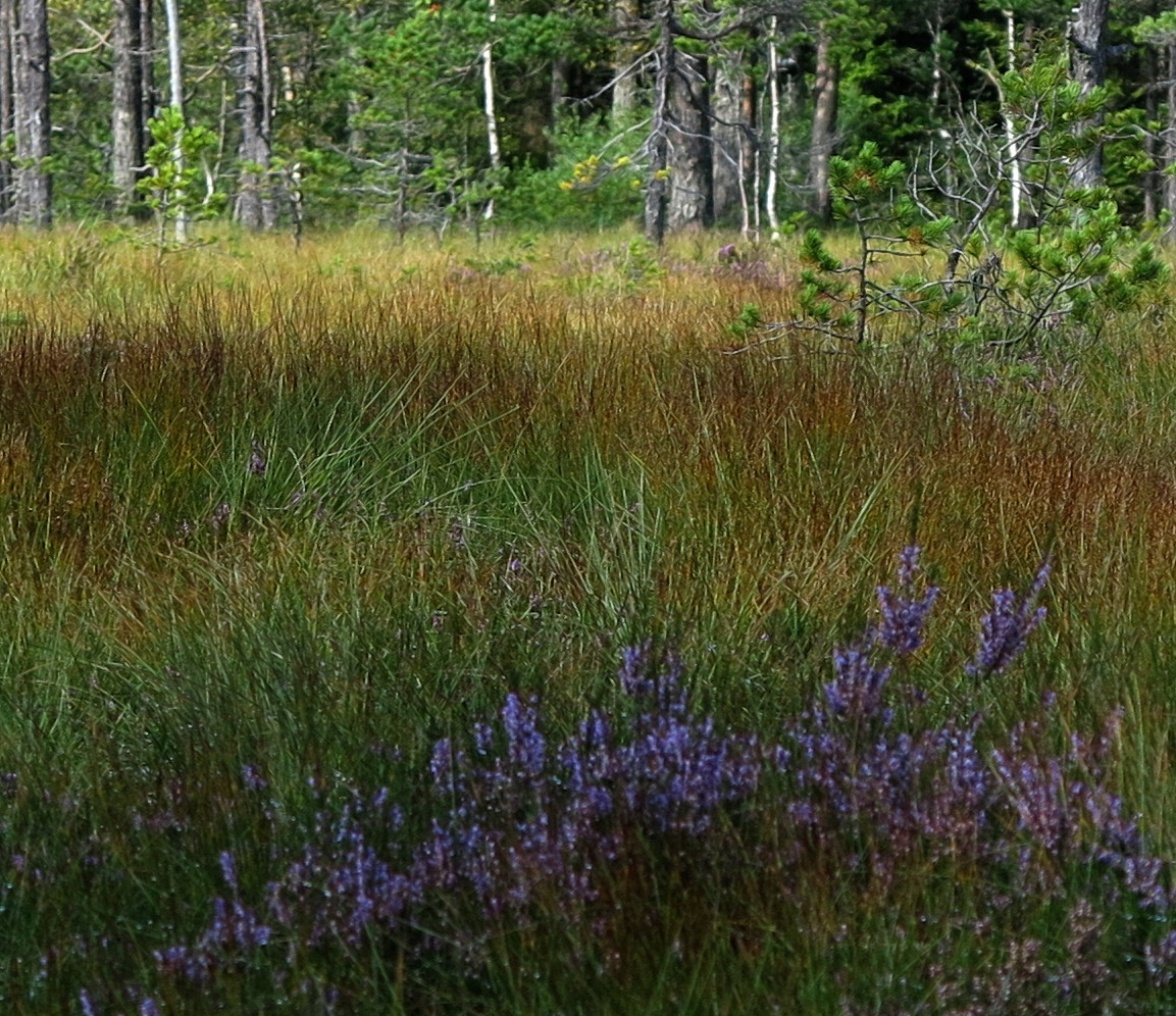 bog
