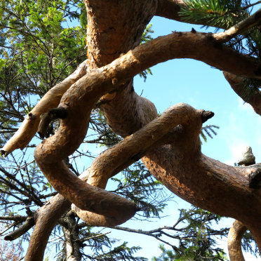 pine