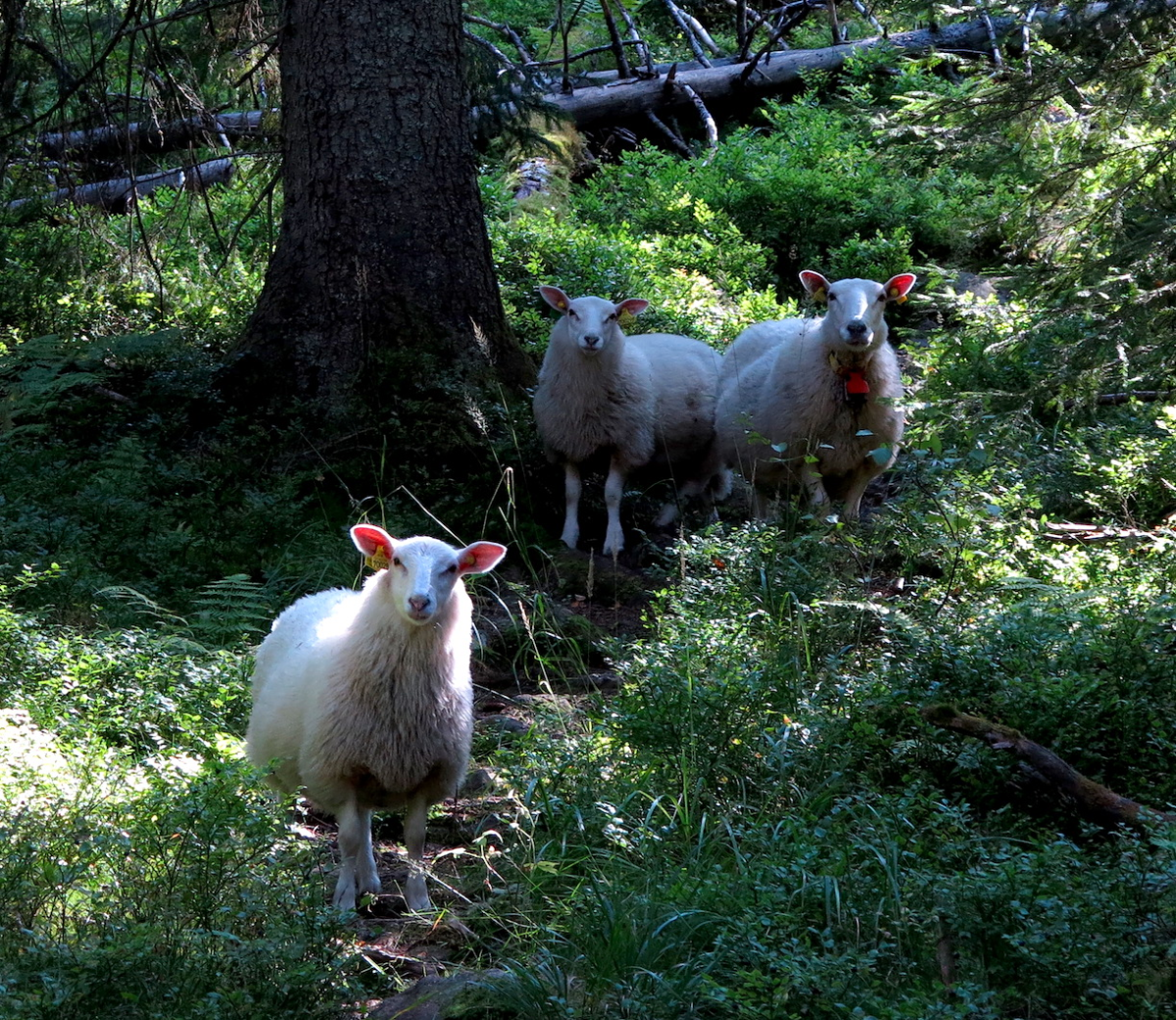 sheepies