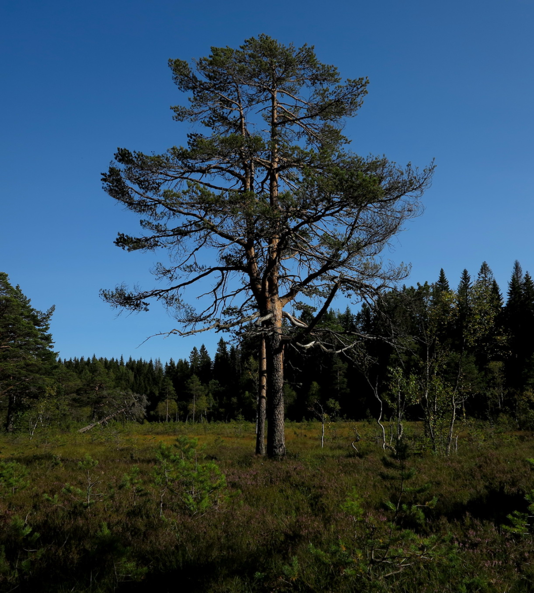 pine
