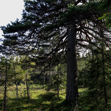 the old pine
