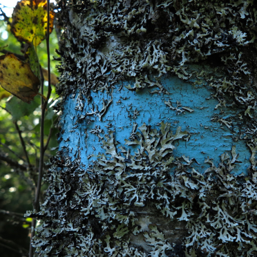 markings