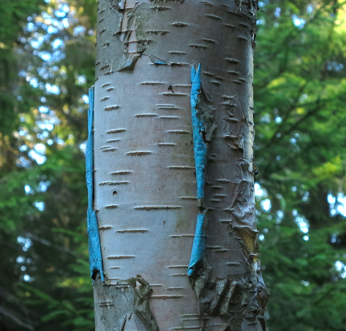 blue