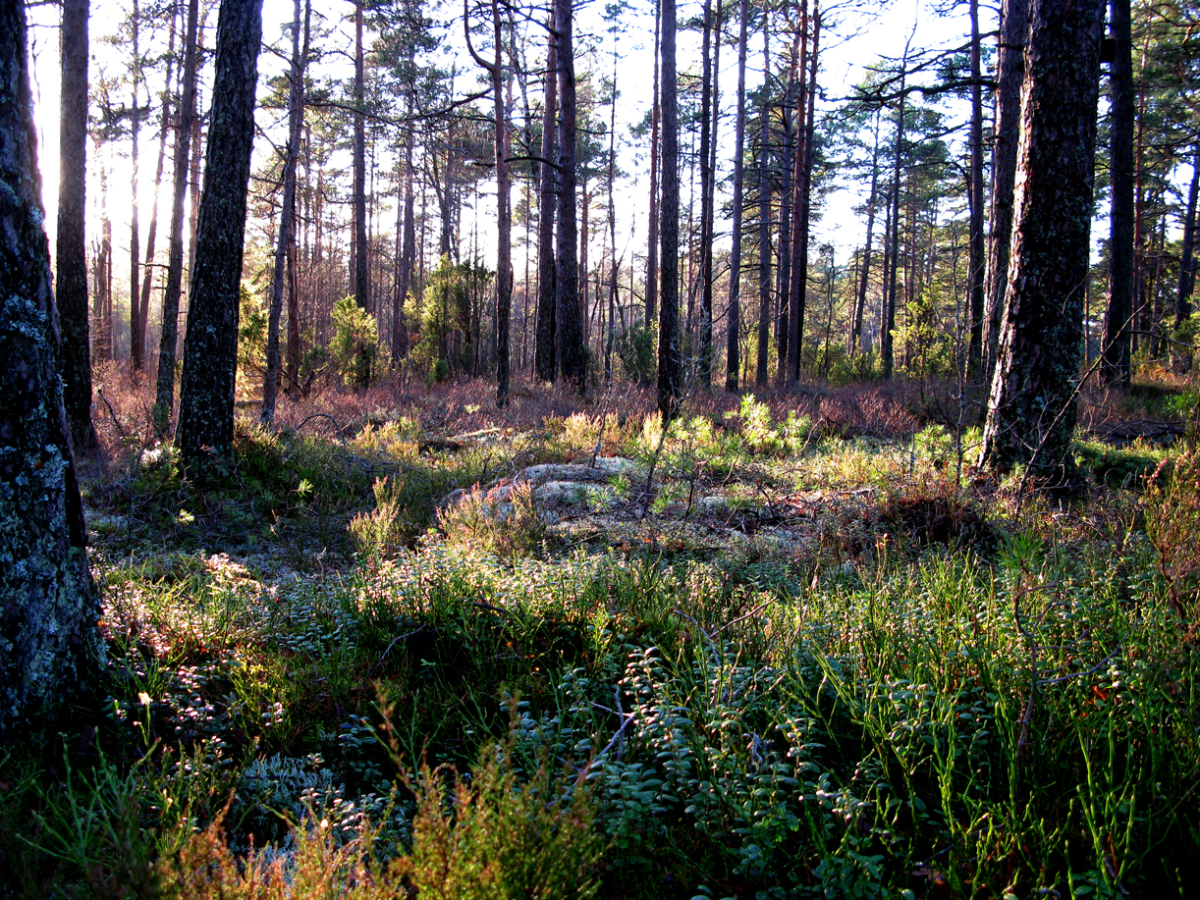 fir woods