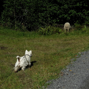 sheepies!