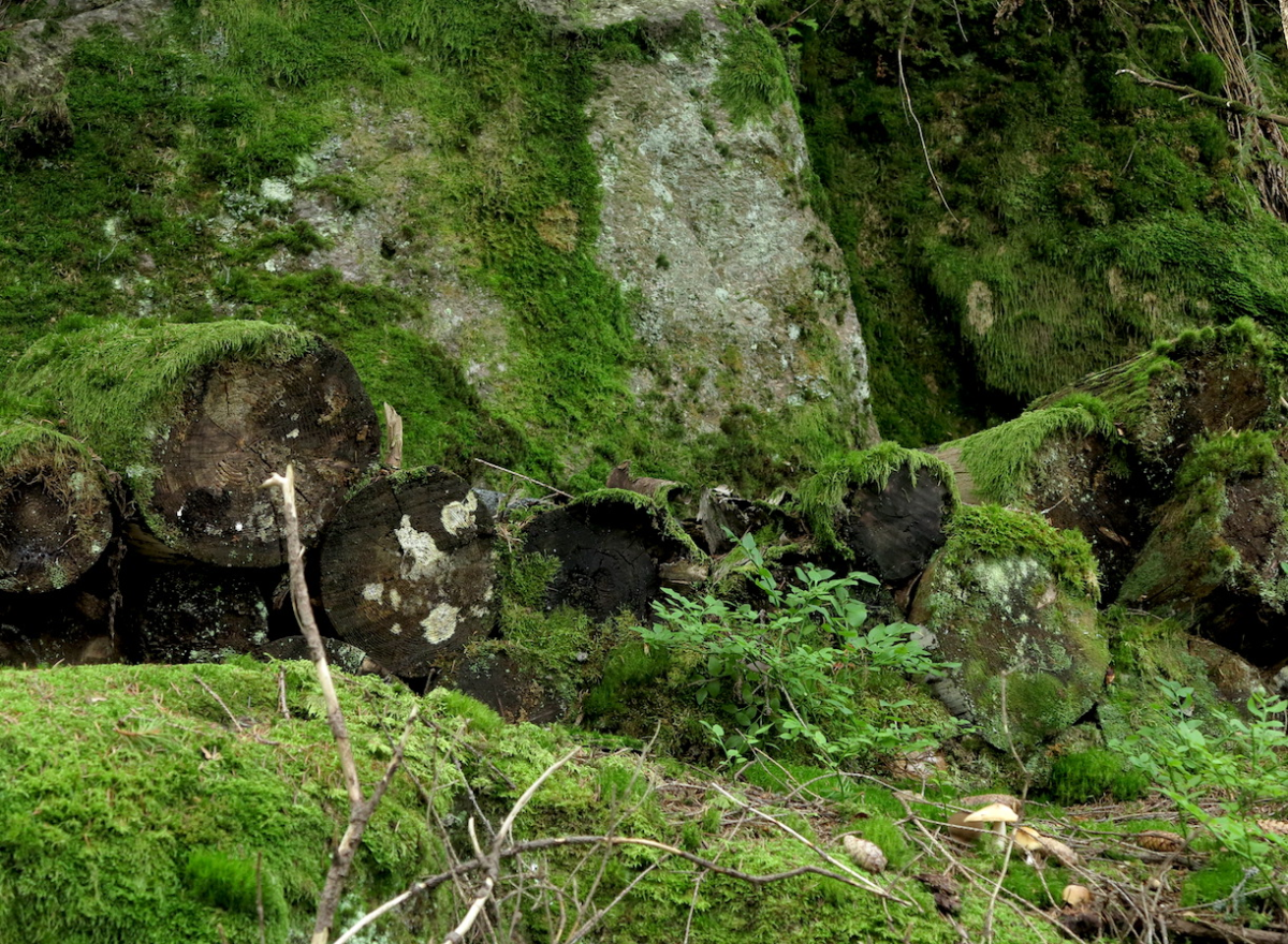 the wood pile…