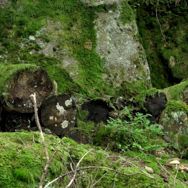 the wood pile…