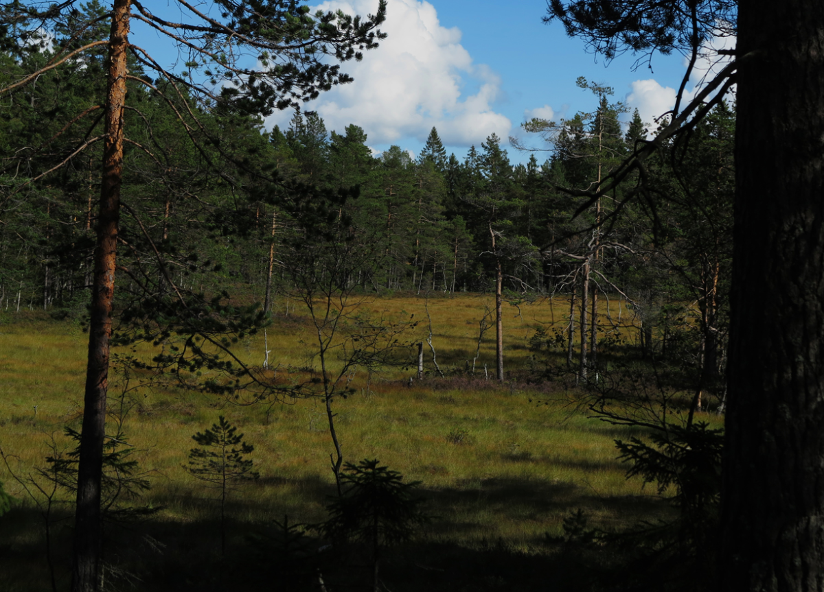 Verkensmåsan
