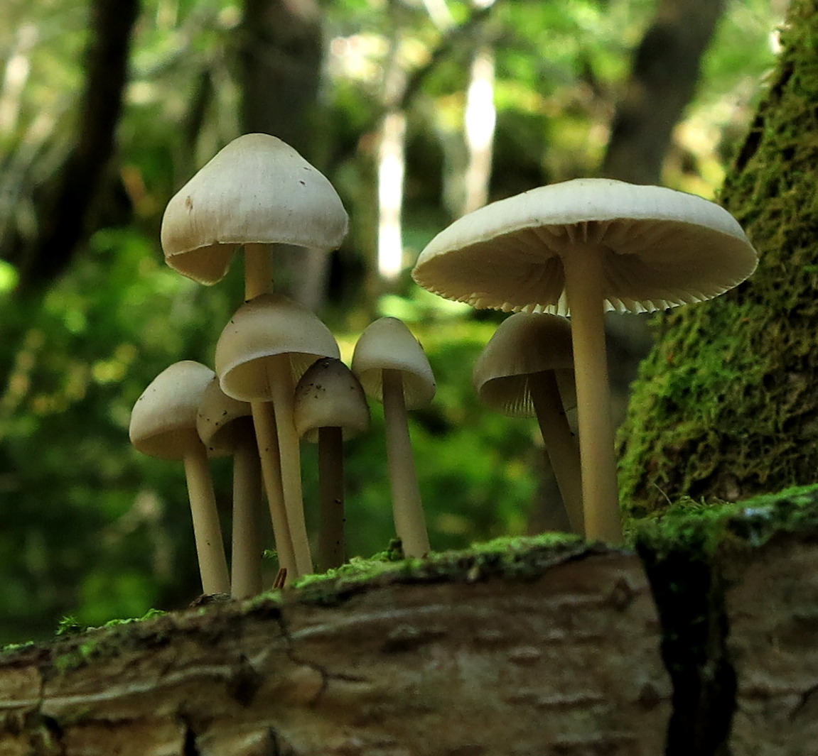 shrooms!