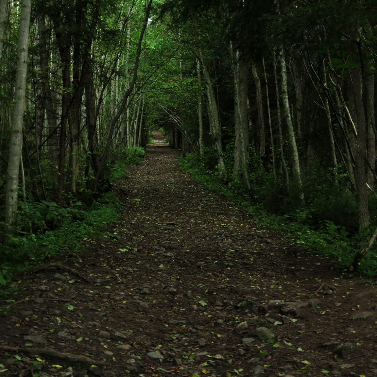 very Lothlorien