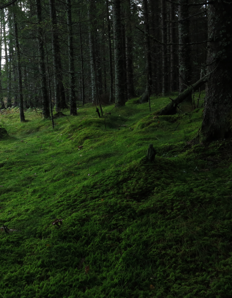 where i lay my head…