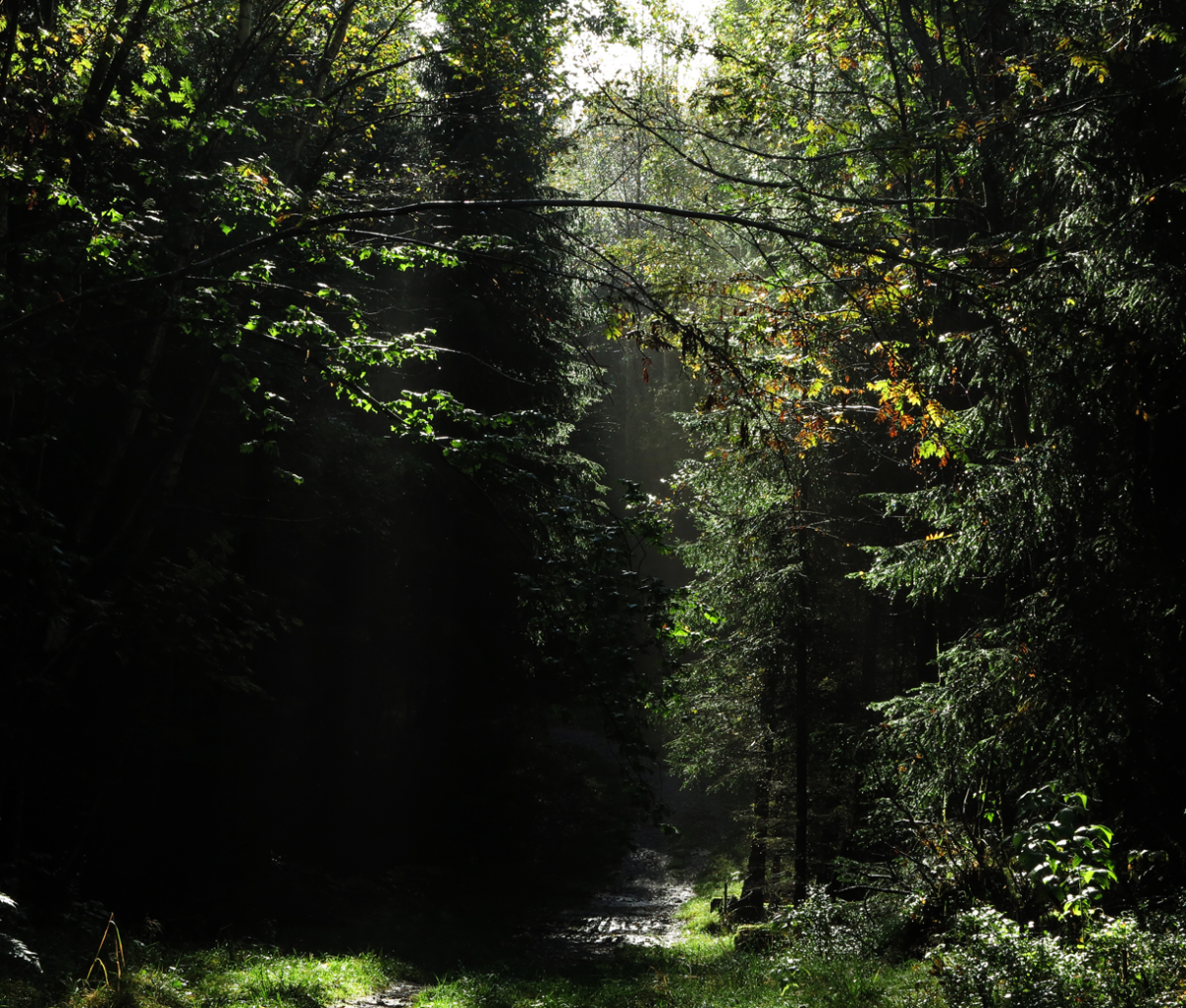 rainforest