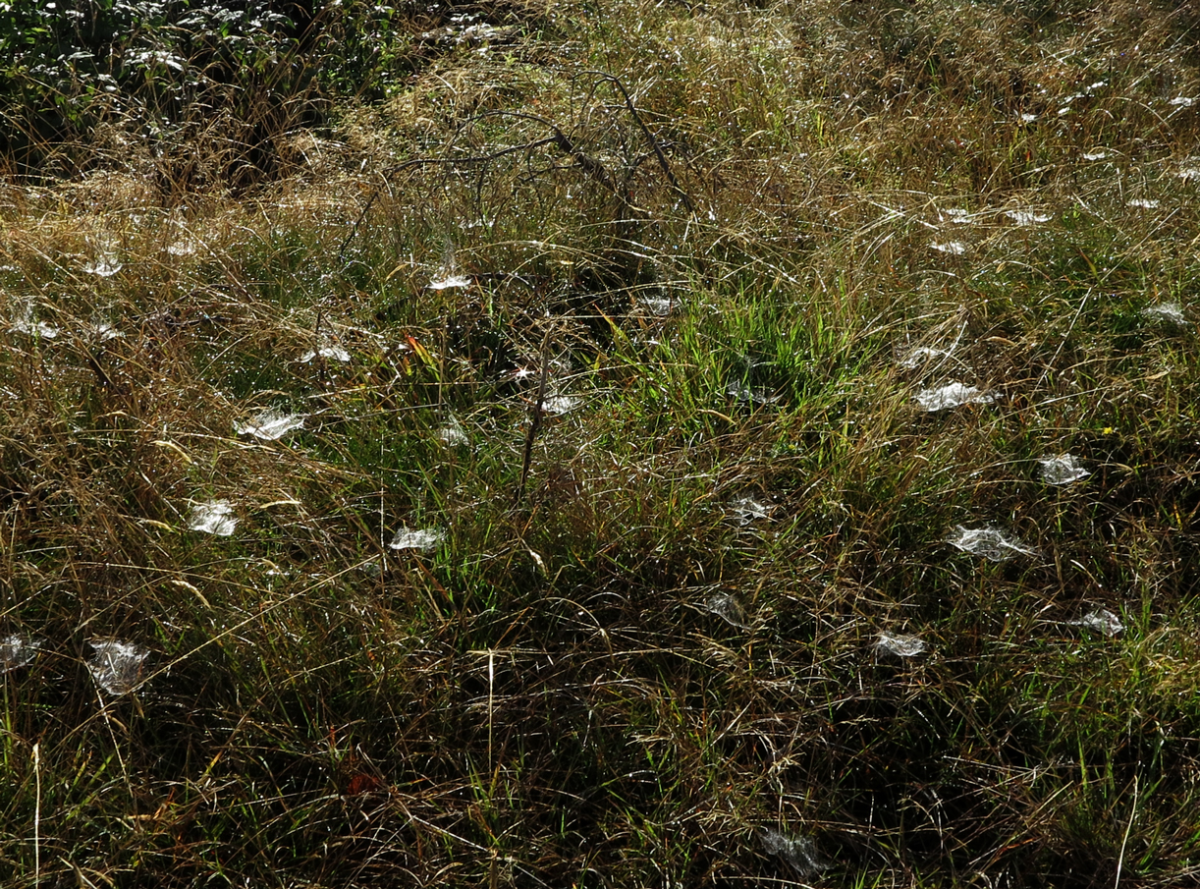 spiderwebs