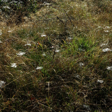 spiderwebs