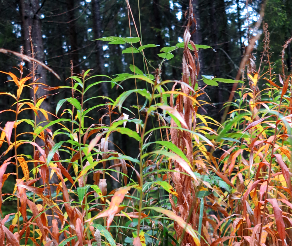 autumn colours