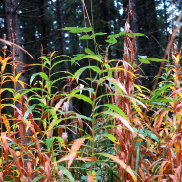 autumn colours