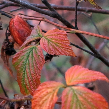 autumn colours