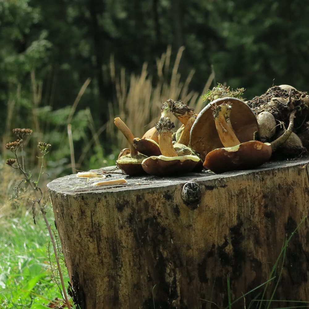 'shrooms