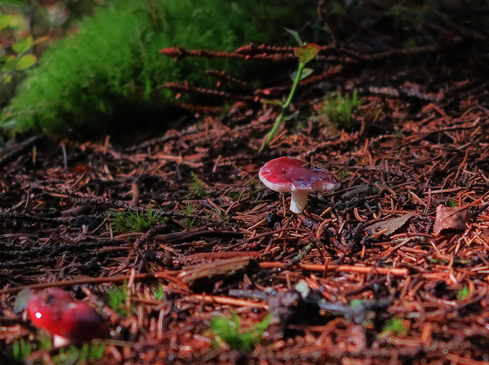 'shrooms
