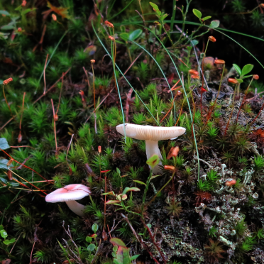 'shrooms