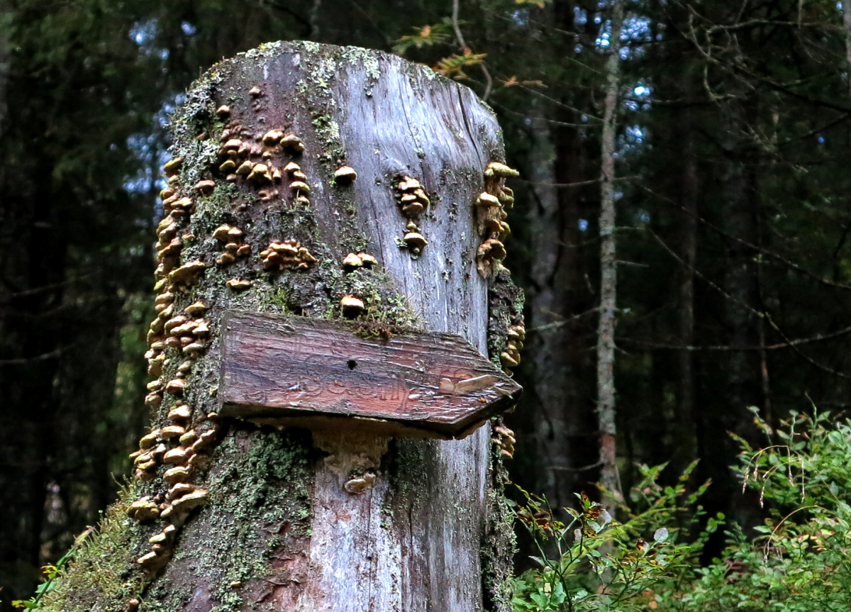 wayfinding