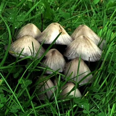  'schrooms
