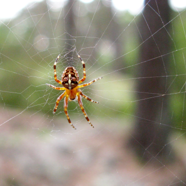 spider