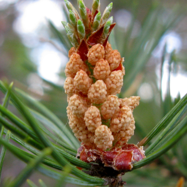 fir cone / flower
