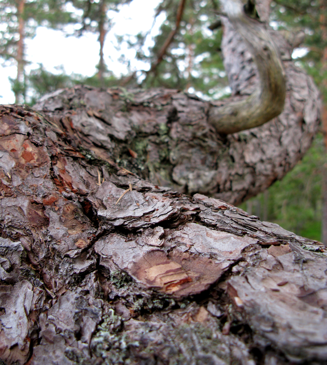 bark