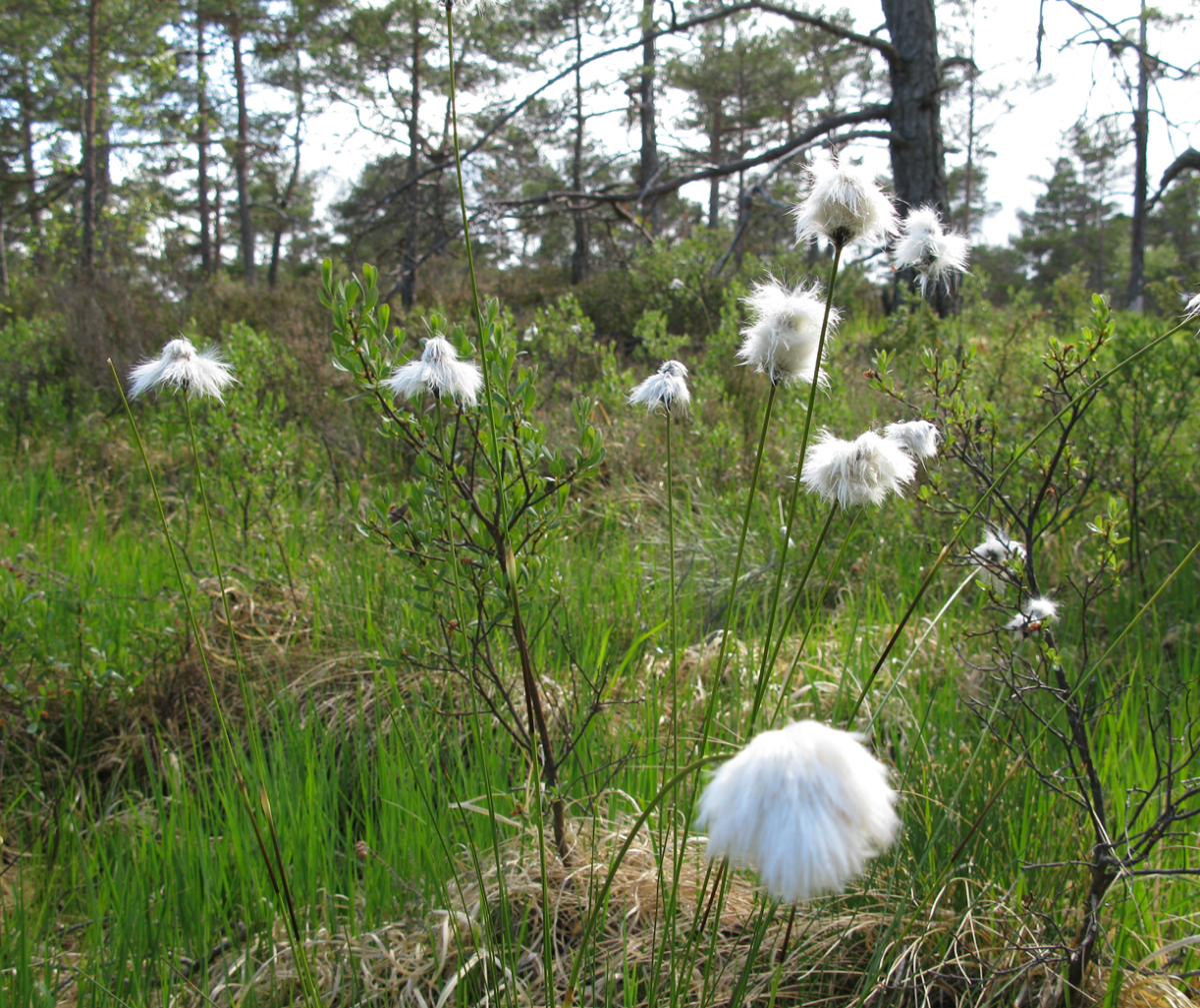 cottongrass