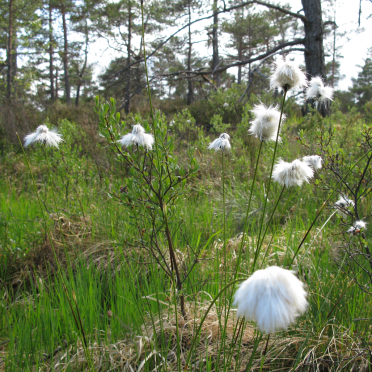 cottongrass