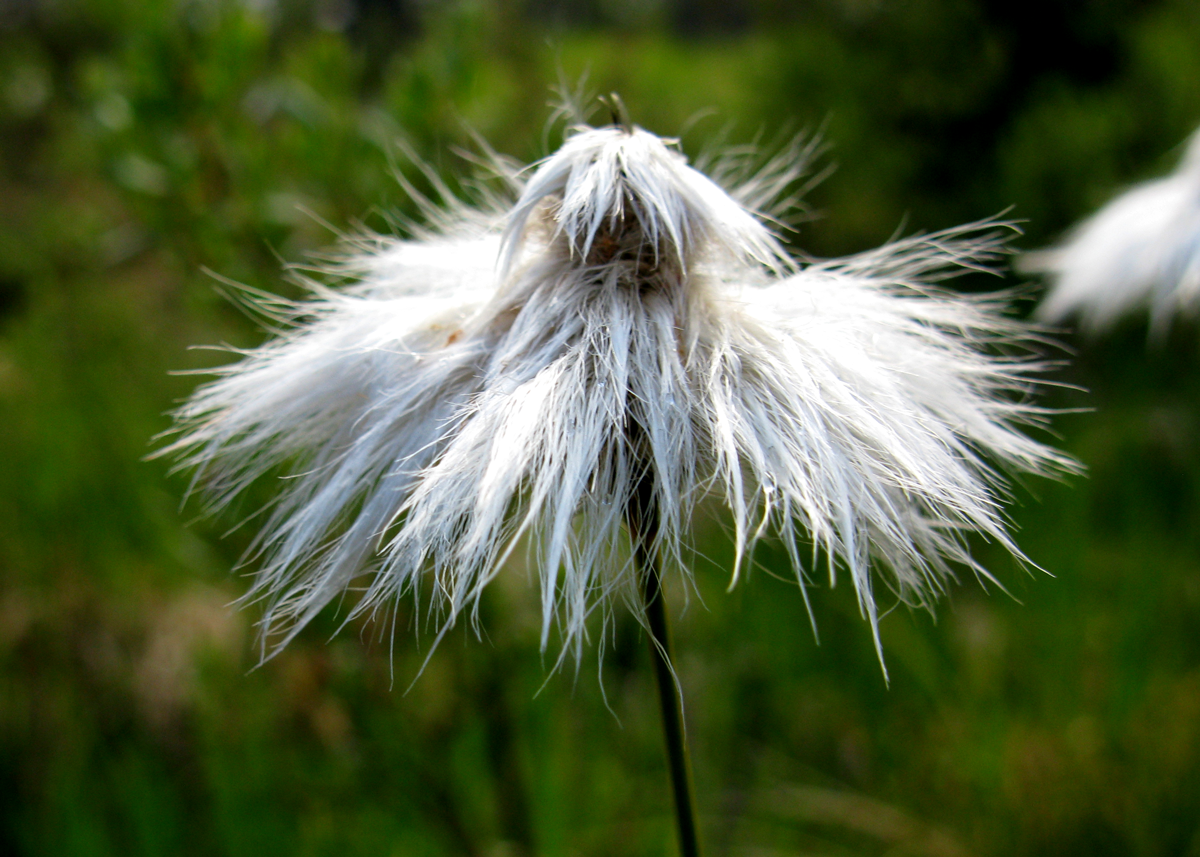 cottongrass