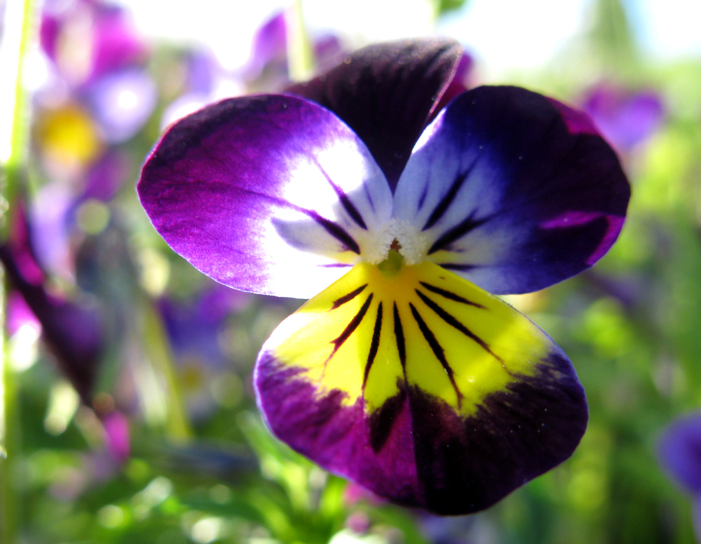 heartsease