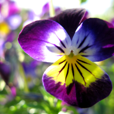 heartsease