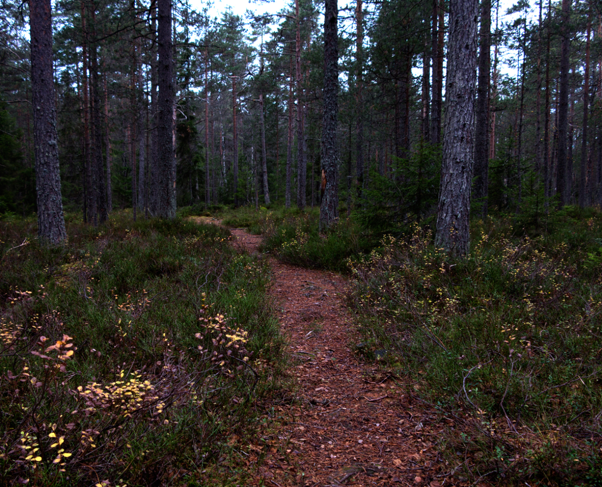 paths