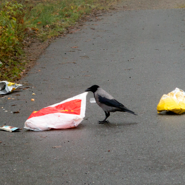 corvid know…