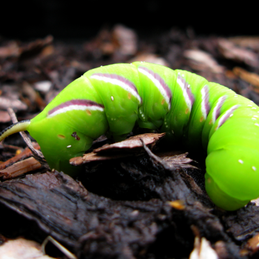 caterpillar