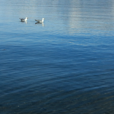 seagulls