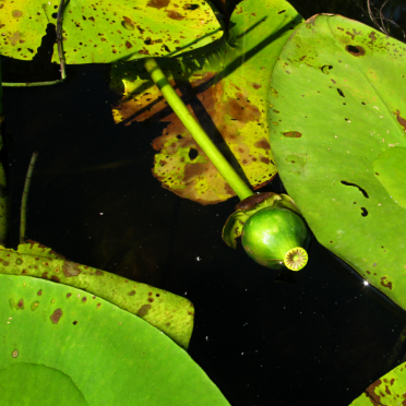 waterlilies