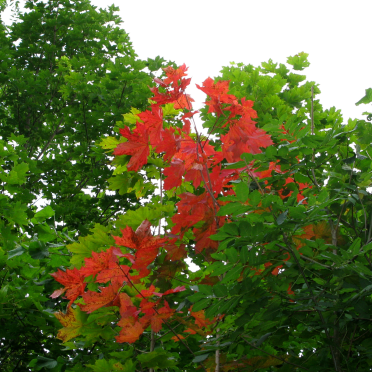 turning colours