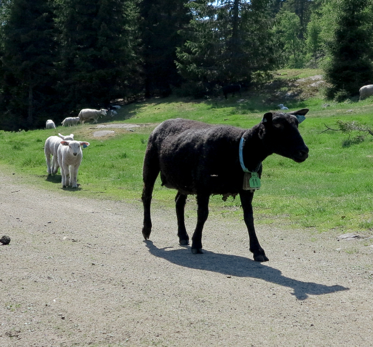 black ewe & her lambs