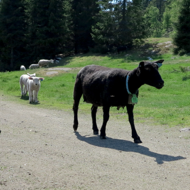 black ewe & her lambs