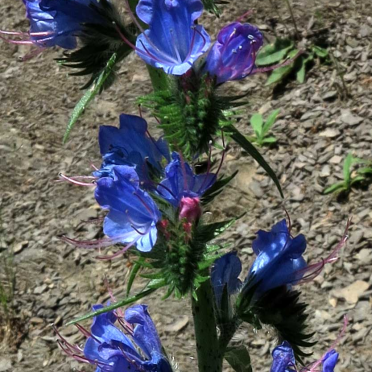 blueweed