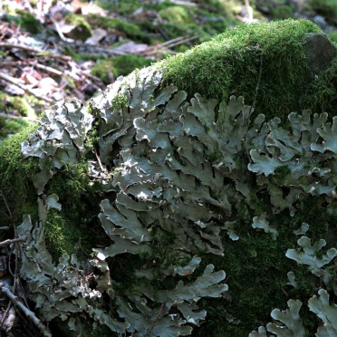 lichen and moss